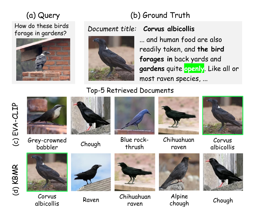 Qualitative retrieval comparison for a Corvus albicollis query. EVA-CLIP ranks the correct entity fifth, while KBMR retrieves it at rank one.